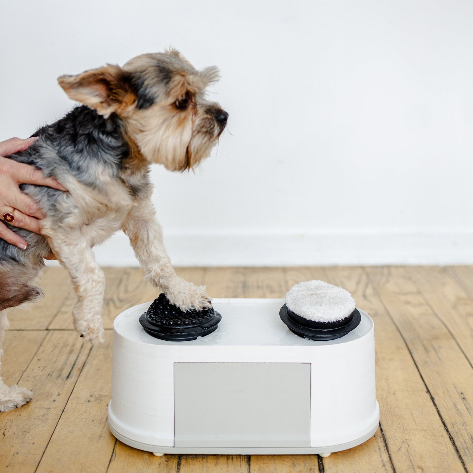 Dog with paw on paw washer